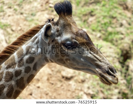 The head and neck of a mature Rothschild giraffe in zoo environment