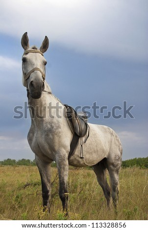 Single gray horse looking at the camera, meadow in East Europe