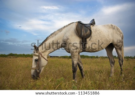 Single gray horse feed on meadow in East Europe