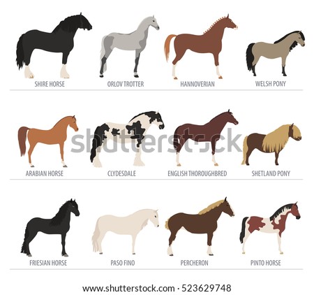 Horse breeding icon set. Farm animal. Flat design. Vector illustration