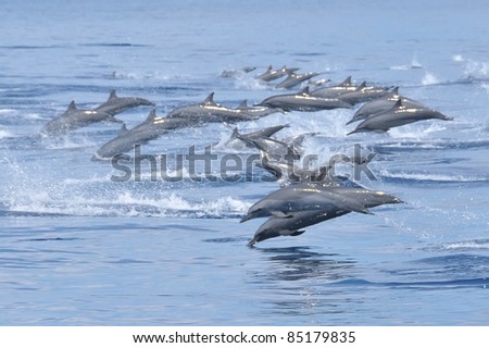 Many dolphins jumping in Indian ocean