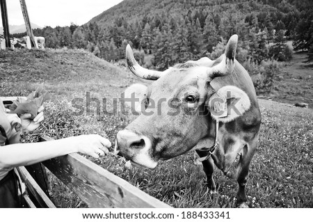A cow in the alps eating grass from human hand , Germany - Europe