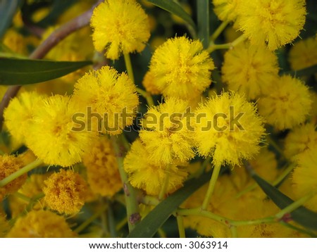 yellow mimosa bloom plants