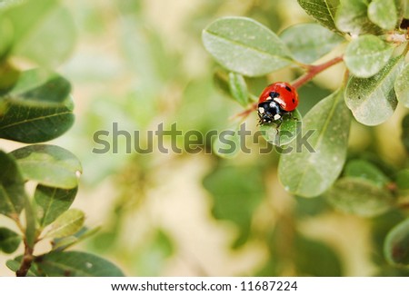 lady bug macro