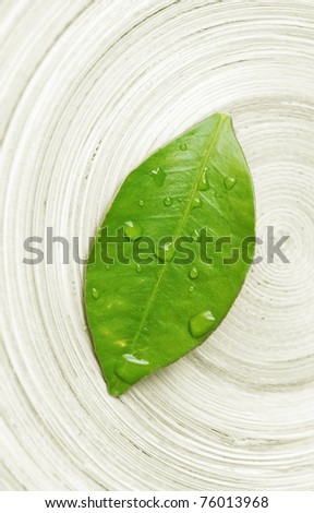 stock photo : wet leaf macro - zen concept