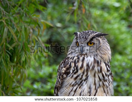 Female Eurasian Eagle Owl bird (Bubo bubo) on a background of green foliage