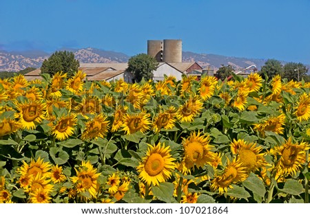 Field of sunflowers growing with the sunflower processing plant in the background.
