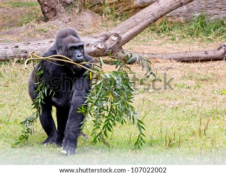 Young silverback gorilla (Troglodytes gorilla) carrying trees in its mouth.