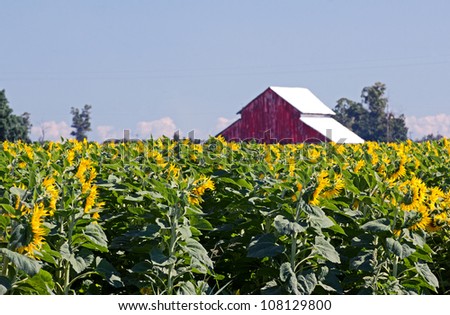 Sunflower Crop and Big Red Barn