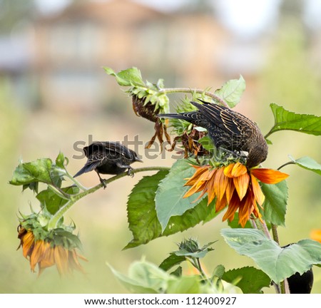 Red-winged Blackbirds (Agelaius phoeniceus) enjoy eating the seeds out of late summer sunflowers