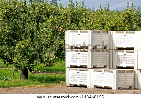 Commercial fruit packing crates sitting in an orchard on a sunny day.