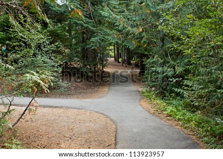 Two paths going in different directions in the forest.