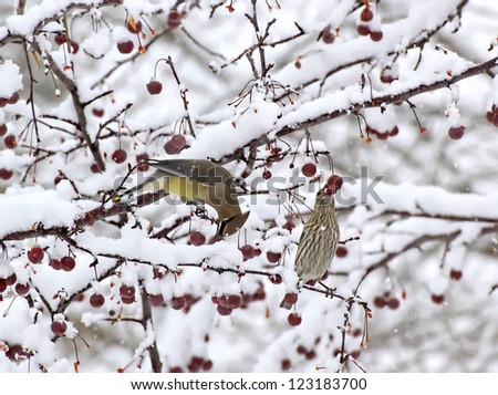 A Cedar Waxwing (Bombycilla cedrorum) and A House Finch (Haemorhous mexicanus) gathering berries in winter.