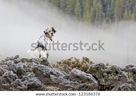 A Llewellin Setter bird dog on a frosty lava flow rock pile in Oregon