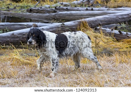 A very old  Llewellin English Setter bird dog in a field