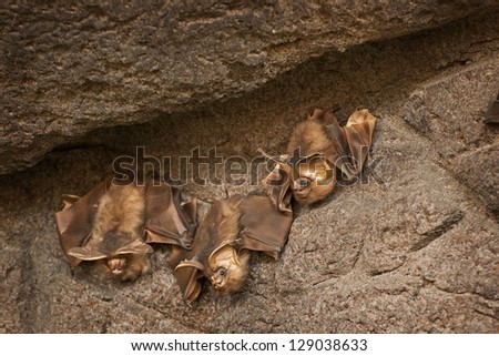 Three brown bats clinging to a stone wall.