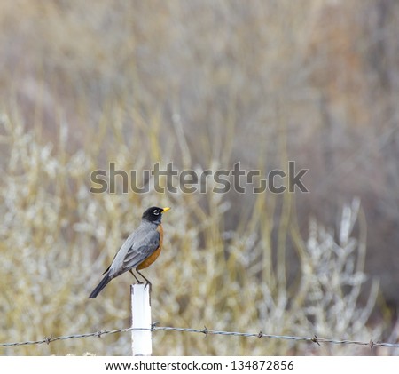 A happy spring American Robin (Turdus migratorius) bird sitting on a fence post