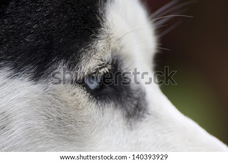 Side view of the face of a husky dog showing one blue eye