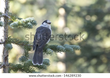 A gray jay bird (Perisoreus canadensis) sitting on a pine tree in the forest in dappled sunlight
