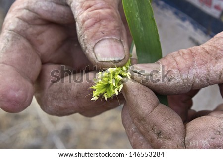 Very cracked, weathered dirty mans hands holding a barley plant stalk