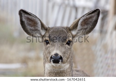 Female Mule deer head and neck facing forward with blurred background