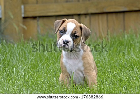 Adorable, curious tan and white boxer puppy with head cocked in green grass