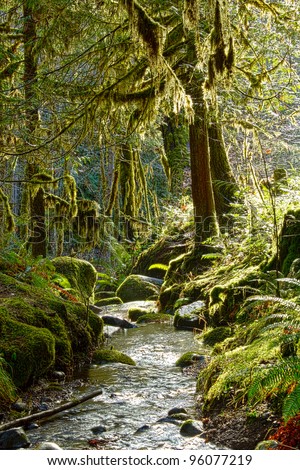 Enchanted Forest Stream-A lush green Oregon forest stream with mossy trees and enchanting light.