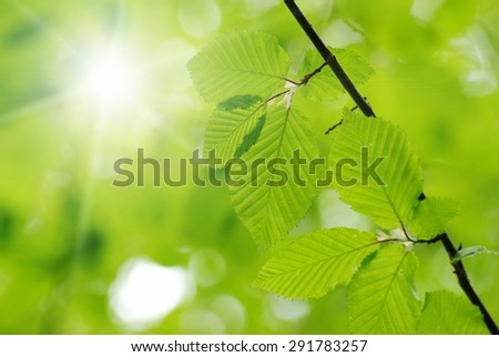 green leaves over green background