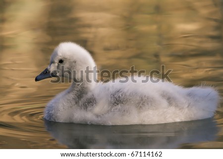small swan