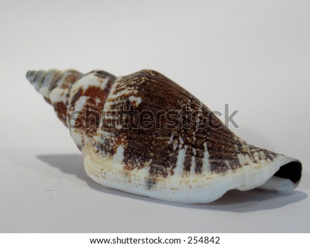 Snail Underwater