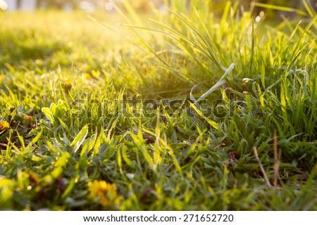 Green grass on sunny day. Back light copy space.
