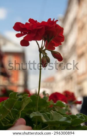 Red flower in old town in Europe at sunset with retro vintage style filter effect on blurred background