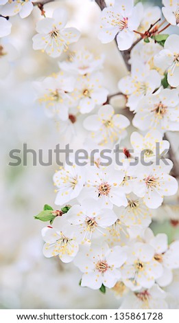 white flowers on spring time .Fruit tree