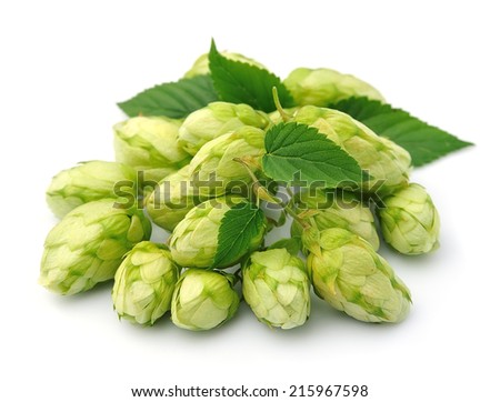 Blossoming hop with leaves on a white background
