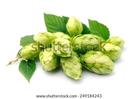 Blossoming hop with leaves on a white background .
