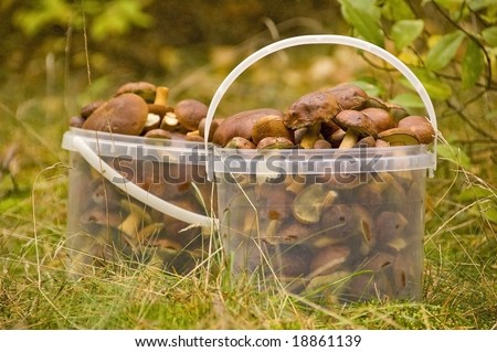 mushrooms - the gifts of forest -sometimes the delicacy and sometimes the poison