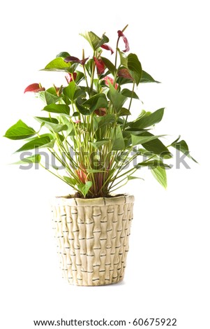 Isolated flower in pot: Anthurium Andreanum Red Queen