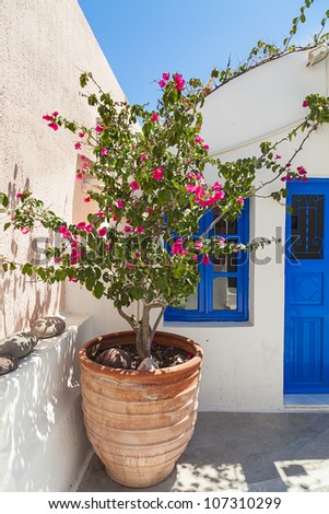 traditional greek flowerpot with bougainvillea ,Santorini island,Greece