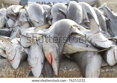 sharks at a fish market, Dubai,United Arab Emirates