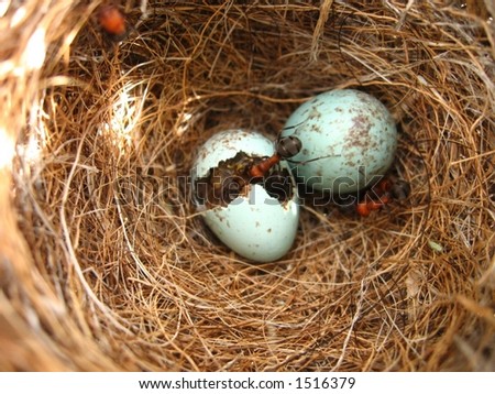 Sparrow Nesting