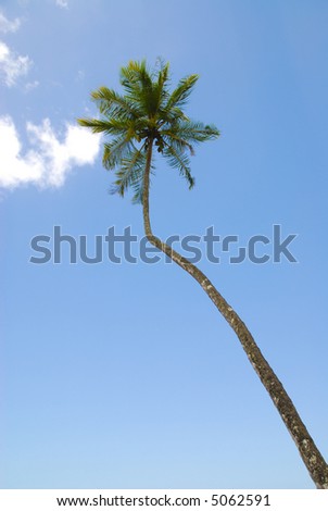 Tall bent coconut tree
