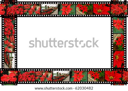 Beauiful Poinsettia -film frame