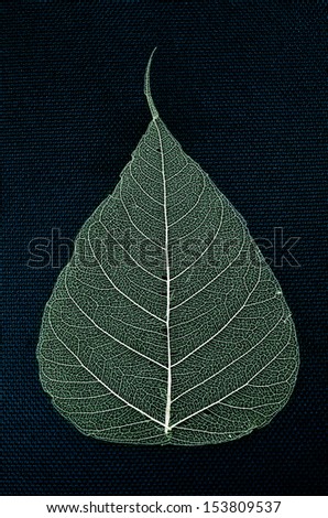 skeleton leaf pho dried on a navy blue background