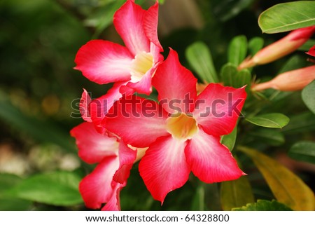 Tropical Flowers on Red Tropical Flower Stock Photo 64328800   Shutterstock