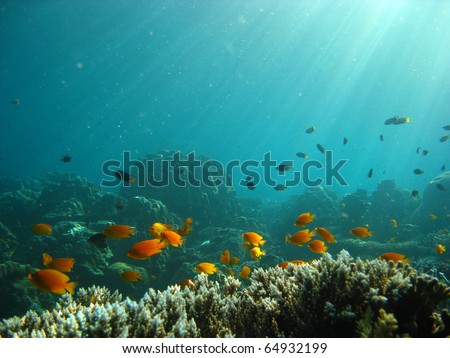 underwater light with fish