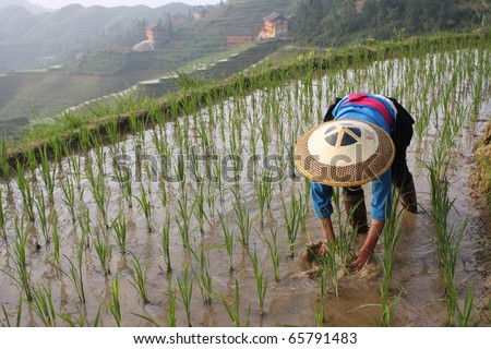asian male rice farmer at work on a sunny day with a plow in the background