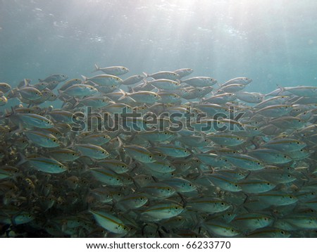 under water light / background fish