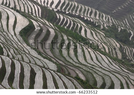 Terraced rice fields in China