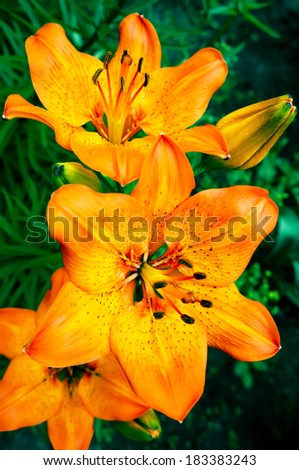 Orange Day lily Flowers. Orange day lily flowers against the background of dark green grass. The beauty of decorative flower.