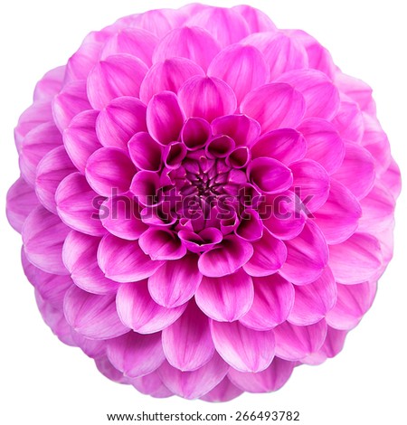 Pink Chrysanthemum Flower Isolated on White Background. Flower and beautiful petals.